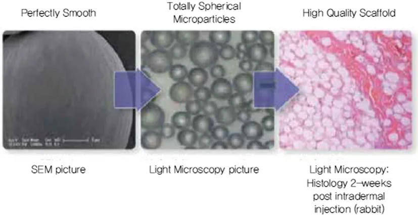 Fig 4. Polycaprolactone particle: SEM, optical microscopy and histology